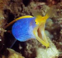 Ribbon moray (Rhinomuraena quaesita)