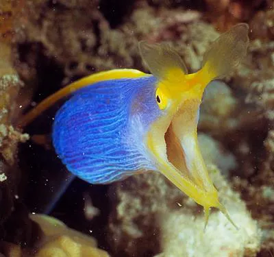 Ribbon moray (Rhinomuraena quaesita)