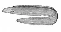 Ribbon prickleback (Phytichthys chirus)