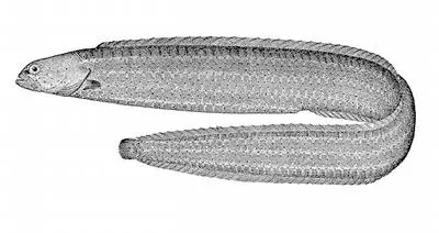 Ribbon prickleback (Phytichthys chirus)