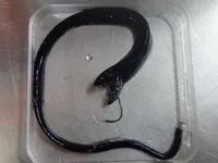 Ribbon sawtail fish (Idiacanthus fasciola)