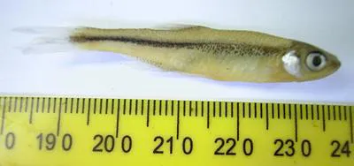 Ribbon shiner (Lythrurus fumeus)