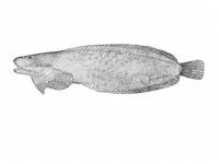Ribbon snailfish (Liparis cyclopus)