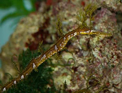 Ribboned pipefish (Haliichthys taeniophorus)