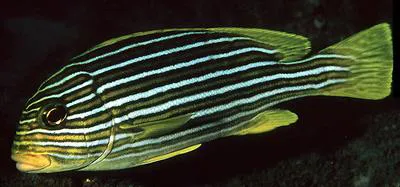 Ribboned sweetlips (Plectorhinchus polytaenia)
