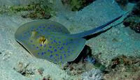 Ribbontail stingray (Taeniura lymma)