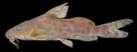 Ricardo's squeaker (Synodontis ricardoae)