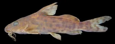 Ricardo's squeaker (Synodontis ricardoae)