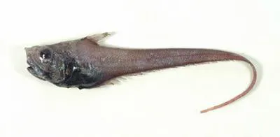 Richard's whiptail (Sphagemacrurus richardi)