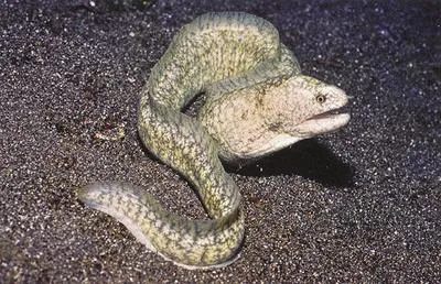 Richardson's moray (Gymnothorax richardsonii)