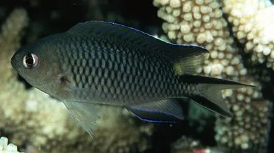 Richardson's reef-damsel (Pomachromis richardsoni)