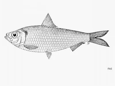 Richardson's sardinella (Sardinella richardsoni)