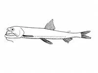 Richardson's snaggletooth (Astronesthes richardsoni)