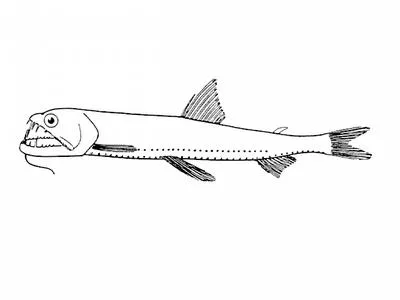Richardson's snaggletooth (Astronesthes richardsoni)