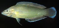 Richmond's wrasse (Halichoeres richmondi)