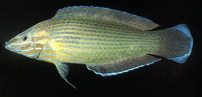 Richmond's wrasse (Halichoeres richmondi)