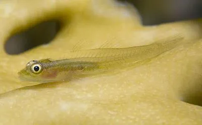 Ridens goby (Bryaninops ridens)