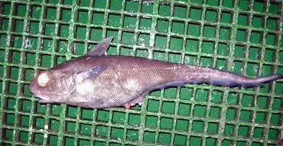 Ridge scaled rattail (Macrourus carinatus)