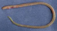 Ridged eel (Neoconger mucronatus)