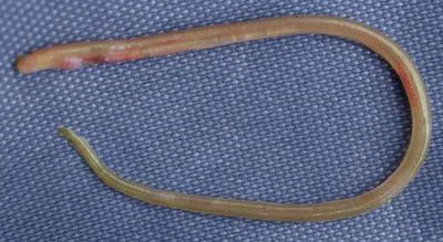 Ridged eel (Neoconger mucronatus)