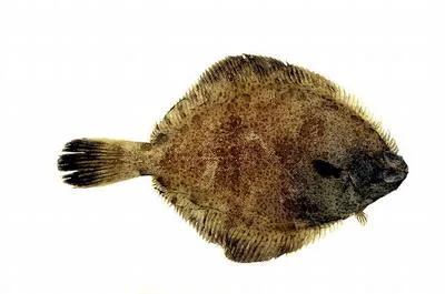 Ridged-eye flounder (Pleuronichthys cornutus)