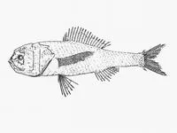 Ridgehead (Melamphaes simus)