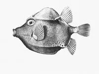 Rigid boxfish (Caprichthys gymnura)