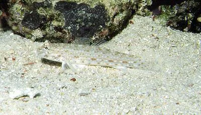 Rigilius goby (Istigobius rigilius)
