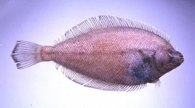 Rikuzen flounder (Dexistes rikuzenius)