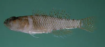 Rimmed-scaled goby (Priolepis limbatosquamis)