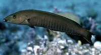 Ring wrasse (Hologymnosus annulatus)
