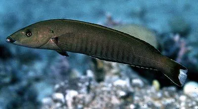 Ring wrasse (Hologymnosus annulatus)