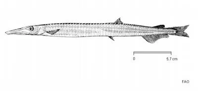 Ringed barracudina (Notolepis annulata)