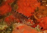Ringed blenny (Starksia hassi)