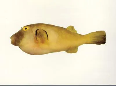 Ringed toadfish (Omegophora armilla)