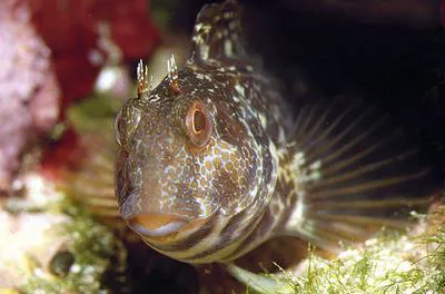Ringneck blenny (Parablennius pilicornis)