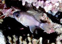 Ringtail cardinalfish (Nectamia annularis)