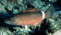 Ringtail maori wrasse (Oxycheilinus unifasciatus)