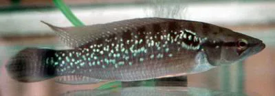 Ringtail pike cichlid (Crenicichla saxatilis)