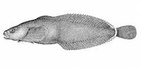 Ringtail snailfish (Liparis rutteri)
