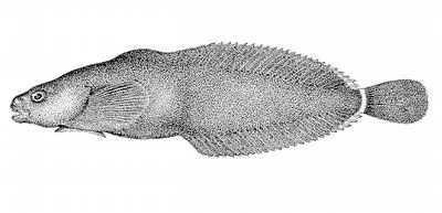 Ringtail snailfish (Liparis rutteri)