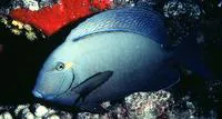 Ringtail surgeonfish (Acanthurus blochii)