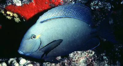 Ringtail surgeonfish (Acanthurus blochii)