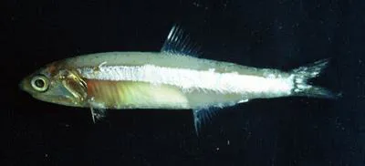 Rio anchovy (Anchoa januaria)