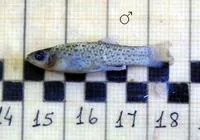 Rio de la Plata onesided livebearer (Jenynsia multidentata)