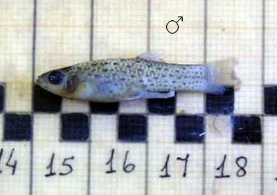 Rio de la Plata onesided livebearer (Jenynsia multidentata)