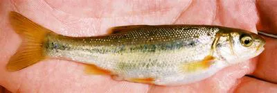 Rio Grande chub (Gila pandora)