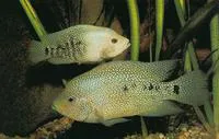 Rio Grande cichlid (Herichthys cyanoguttatus)