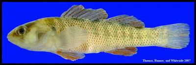 Rio Grande darter (Etheostoma grahami)