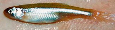 Rio Grande shiner (Notropis jemezanus)